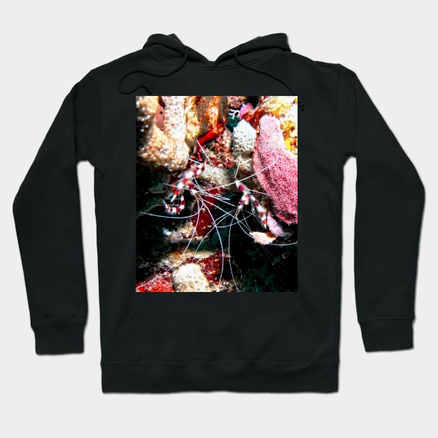Banded Cleaner Shrimp on the Coral Reef Hoodie by Scubagirlamy